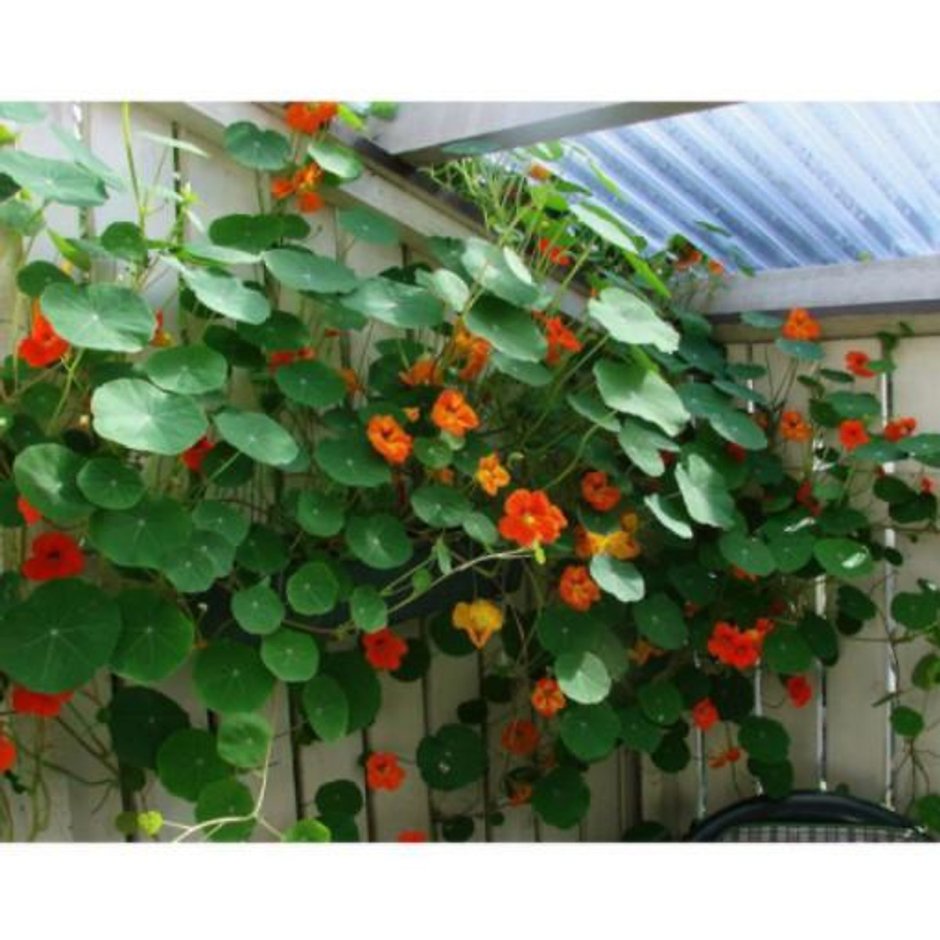 Петуния ампельная и каскадная на балконе