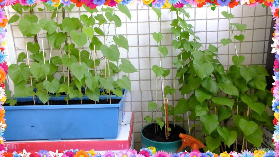 Немезия на клумбе