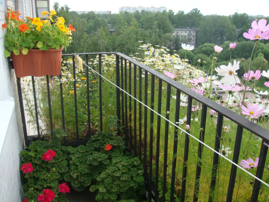 Настурция ампельная