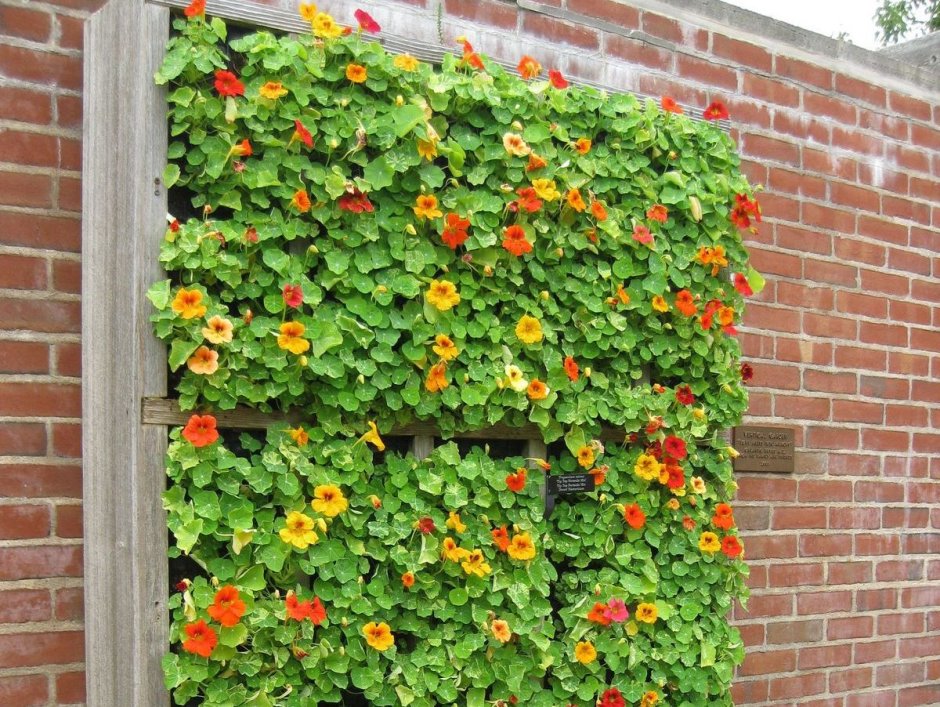 Настурция и петуния