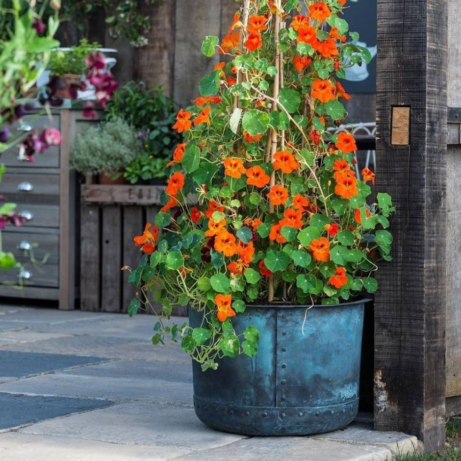 Настурция ампельная Краса