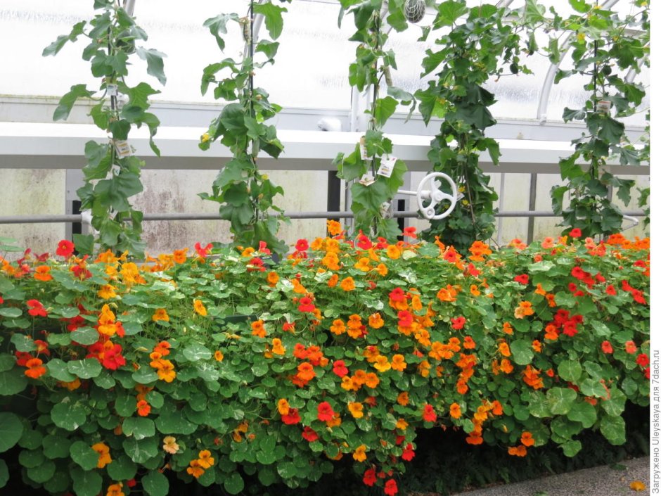 Настурция нимфа