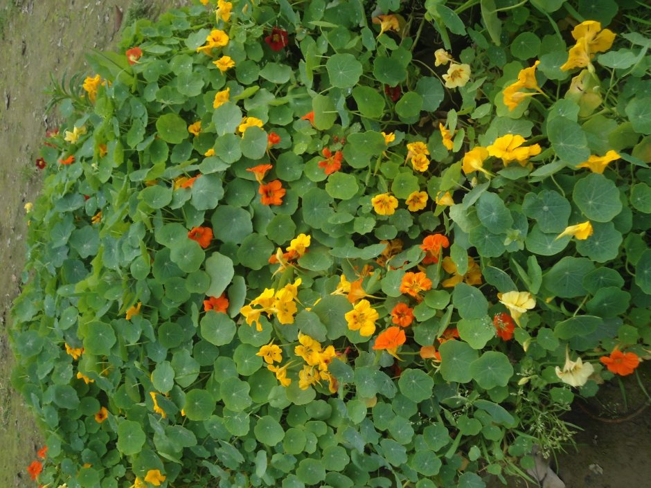 Настурция Девичья Краса