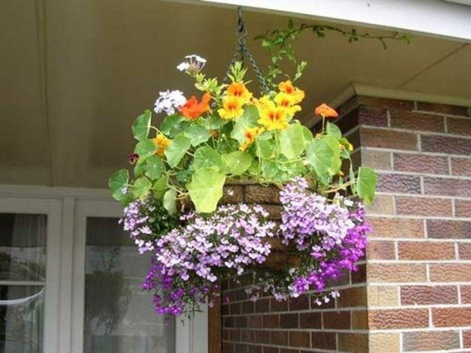 Настурция плетистая