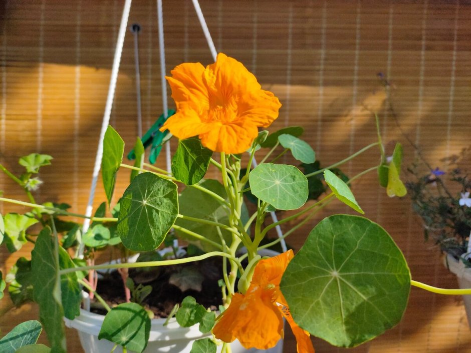 Настурция сидерат