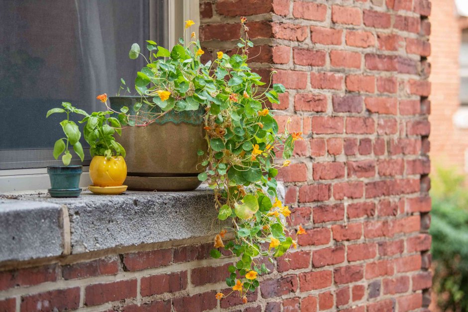 Клумба из настурции и петунии