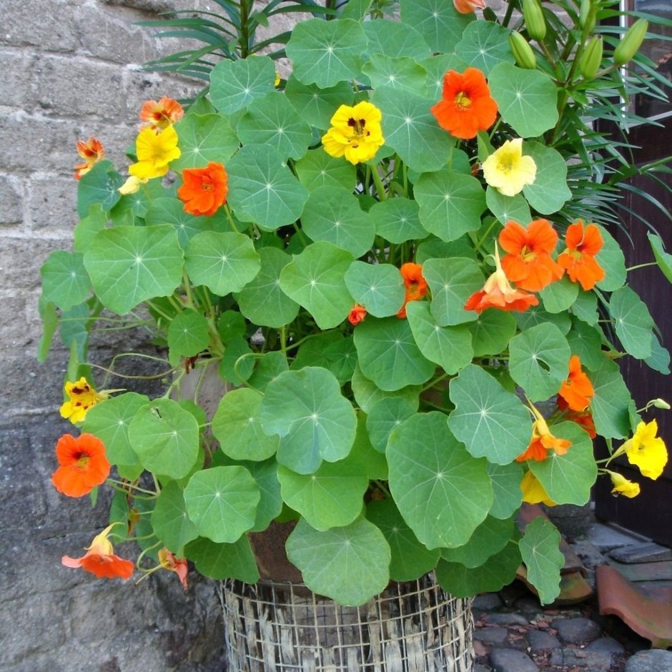 Настурция Лиана