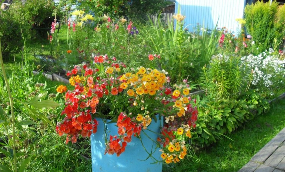 Настурция кустовая