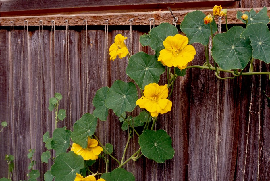 Настурция нимфа