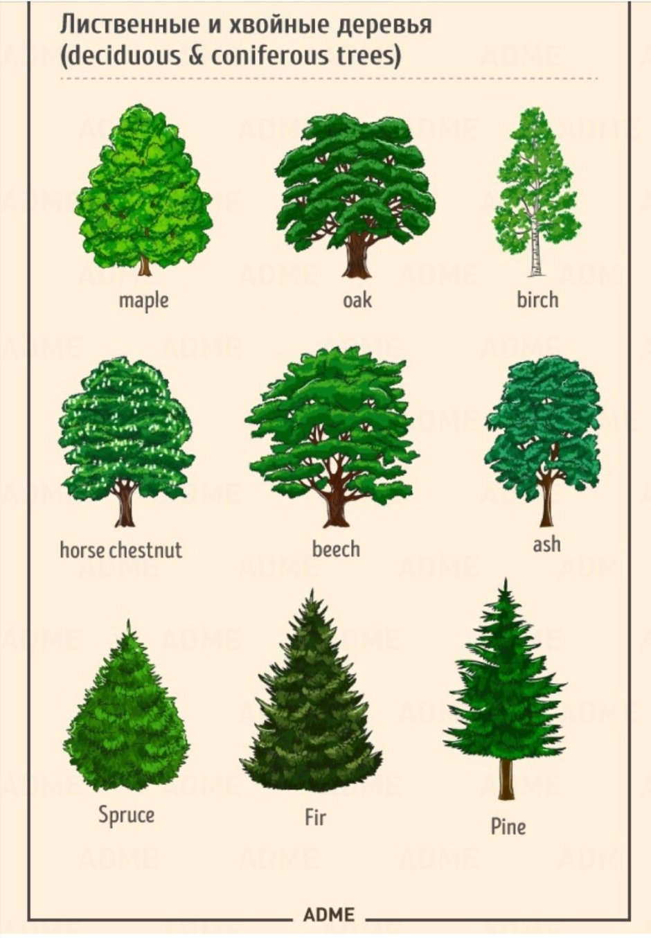 Лиственные деревья названия