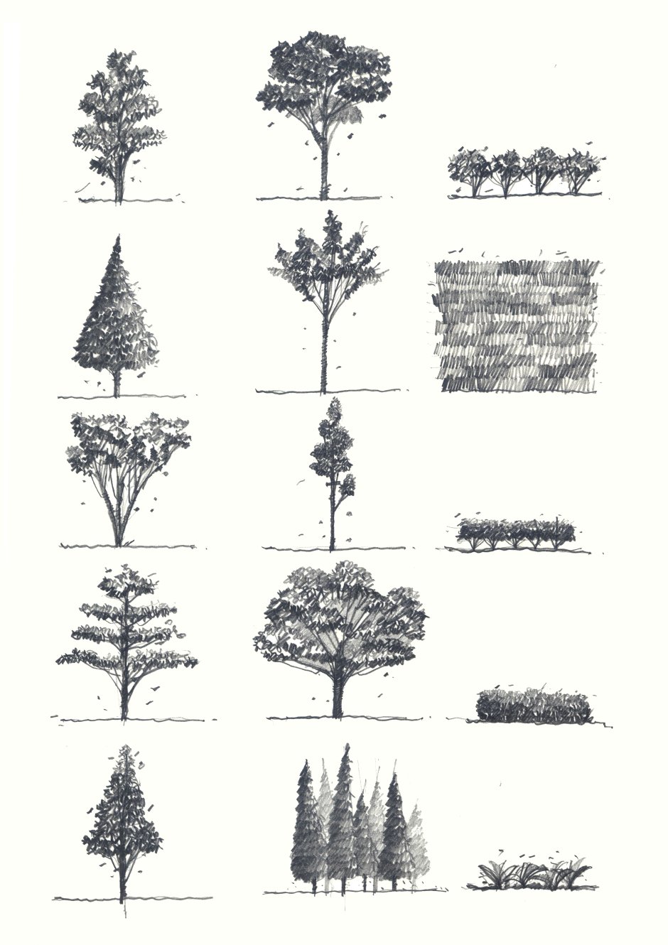 Группа деревьев различных пород рисунок