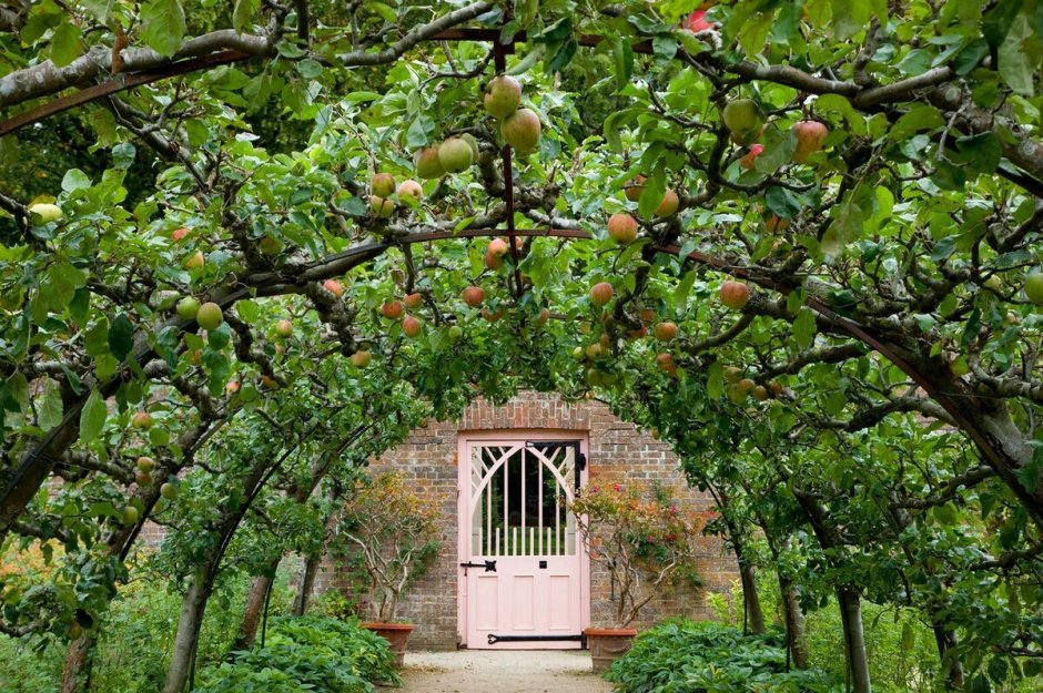 Шпалерные яблоневые сады