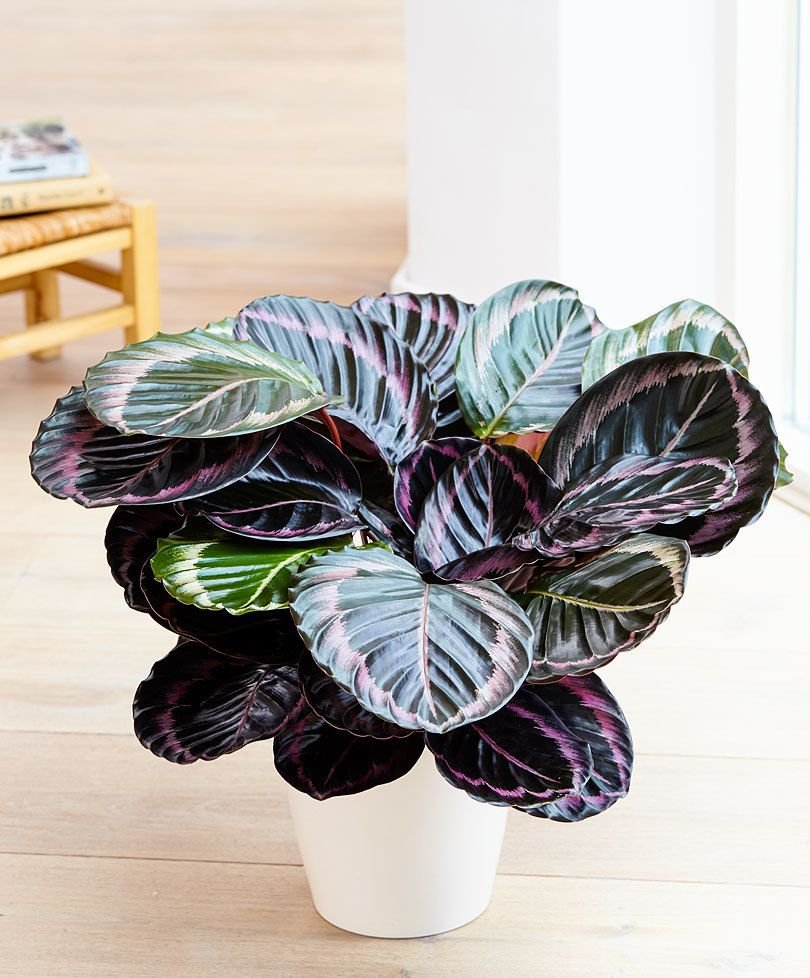 Крупнолистовые комнатные растения