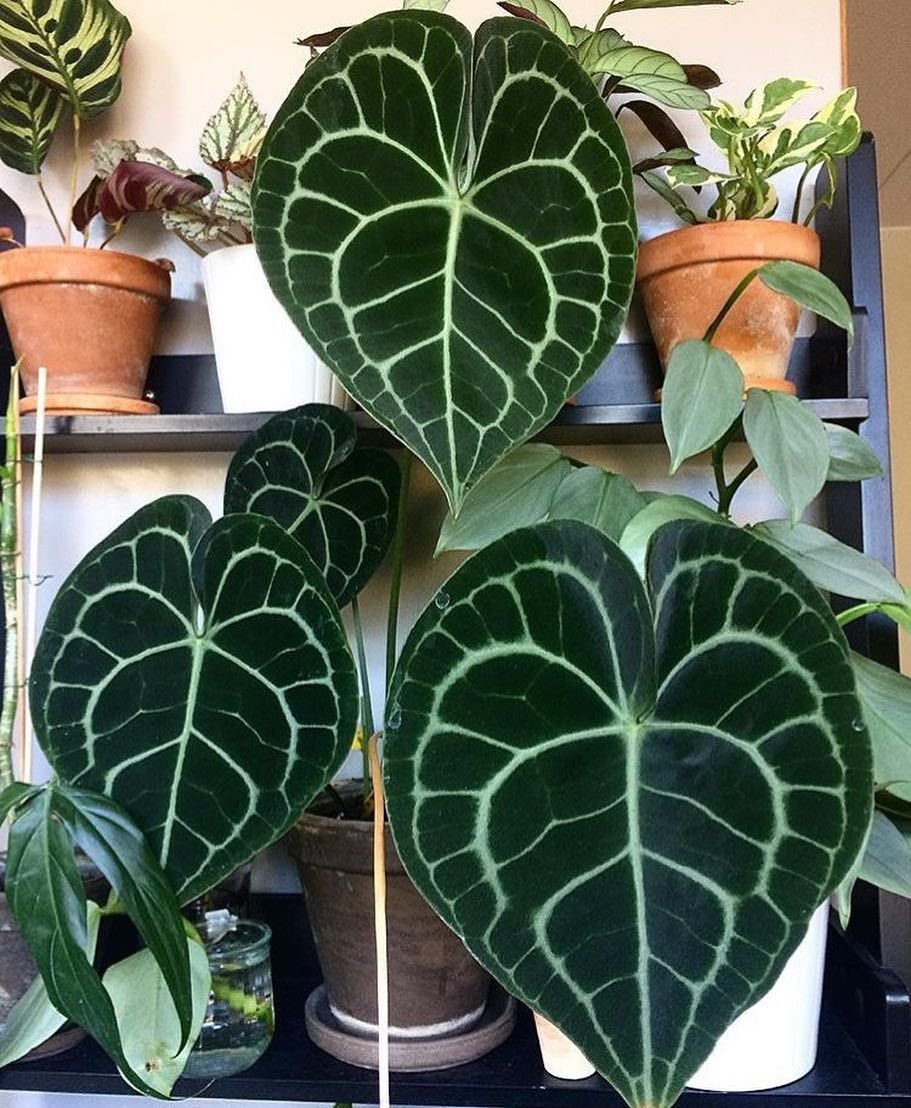 Растение каладиум