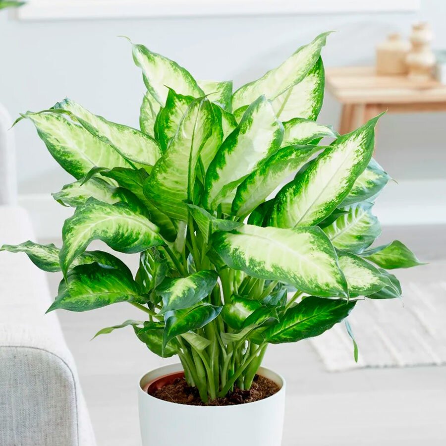 Спатифиллум сенсация