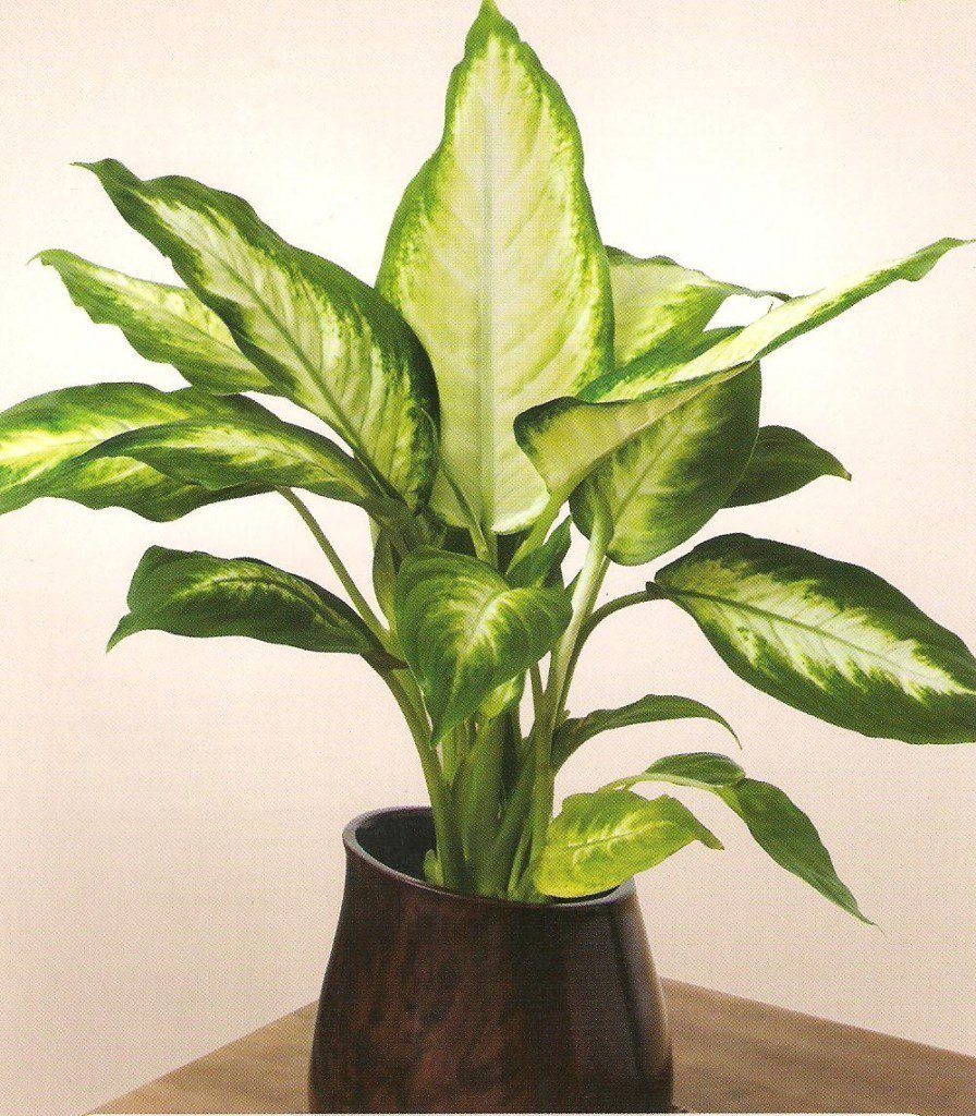 Аглаонема маранта