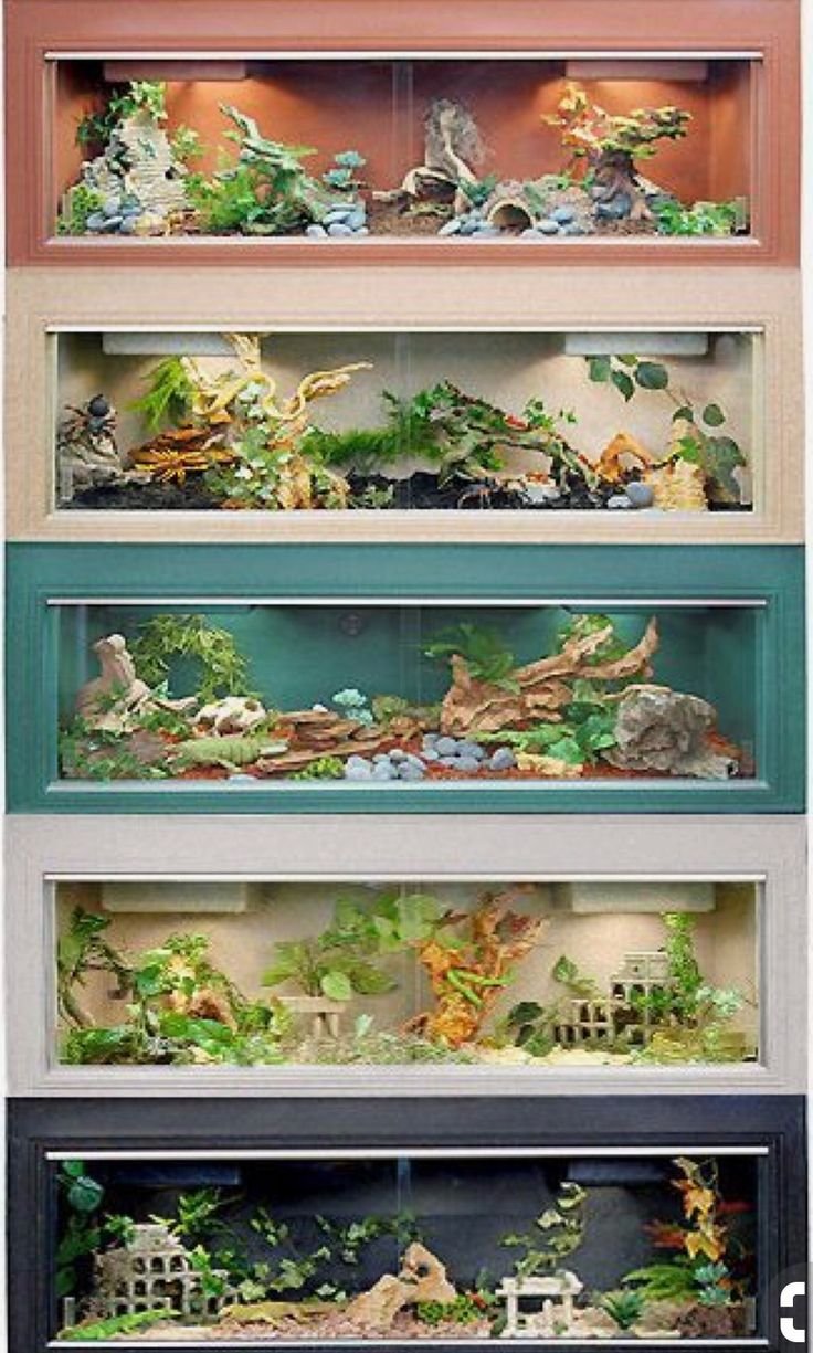 Террариум для эублефара EXO Terra