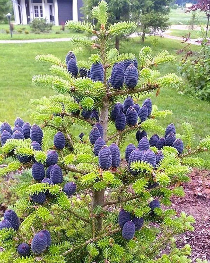 Туя Смарагд можжевельник