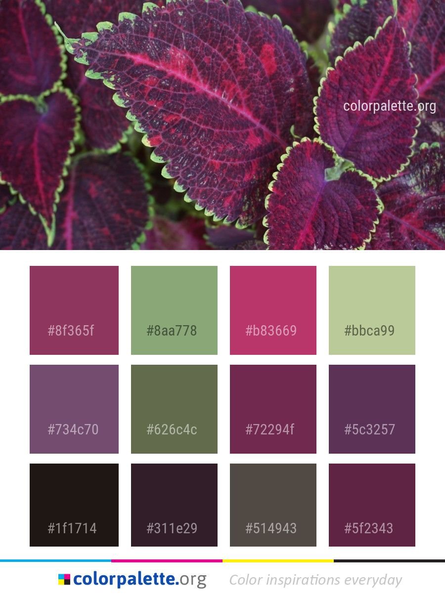 Цветовая палитра с бордовым цветом