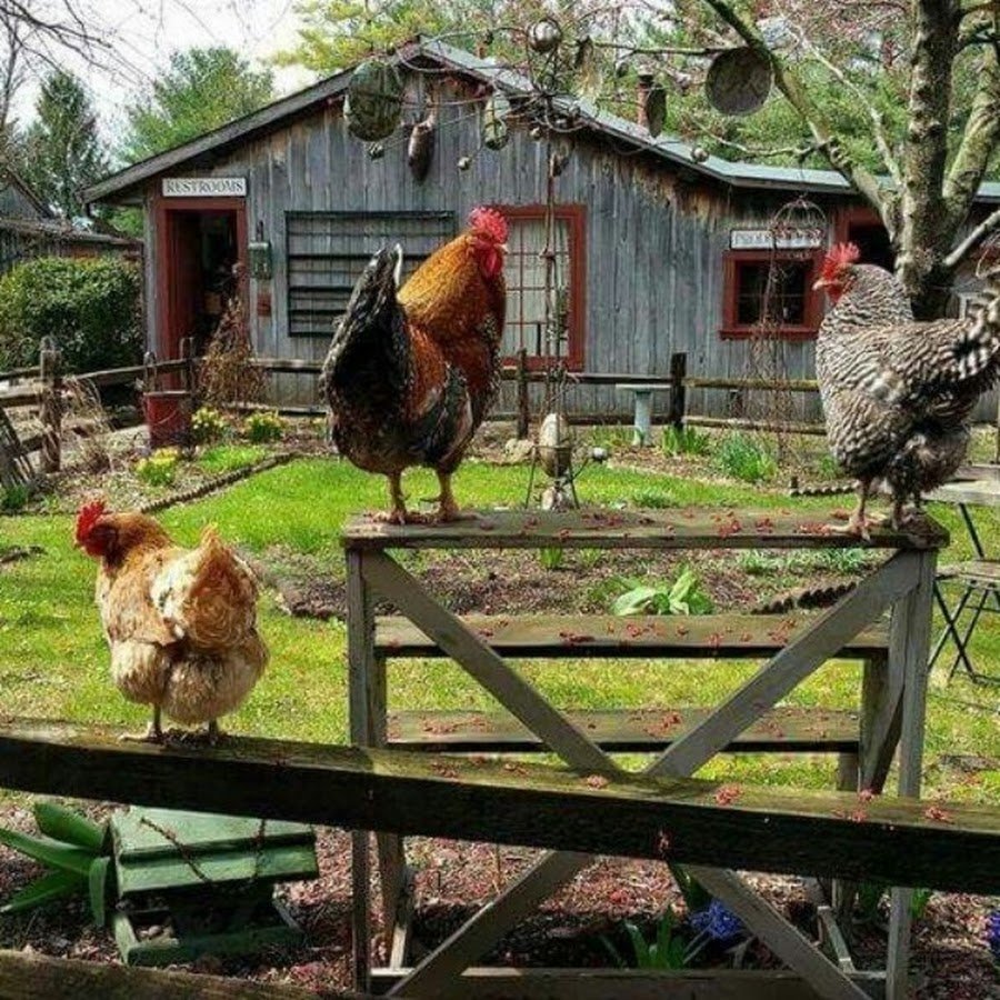 Деревенский курятник