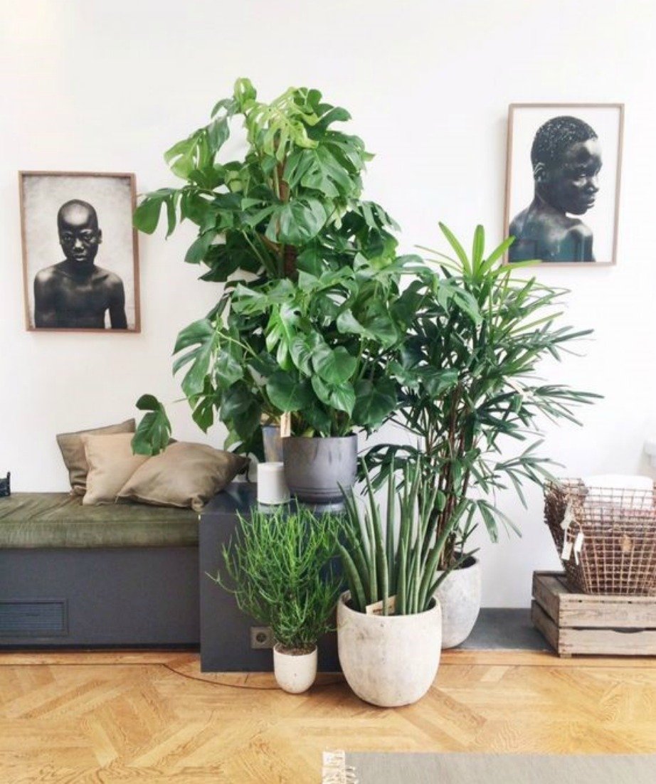 Растения в интерьере