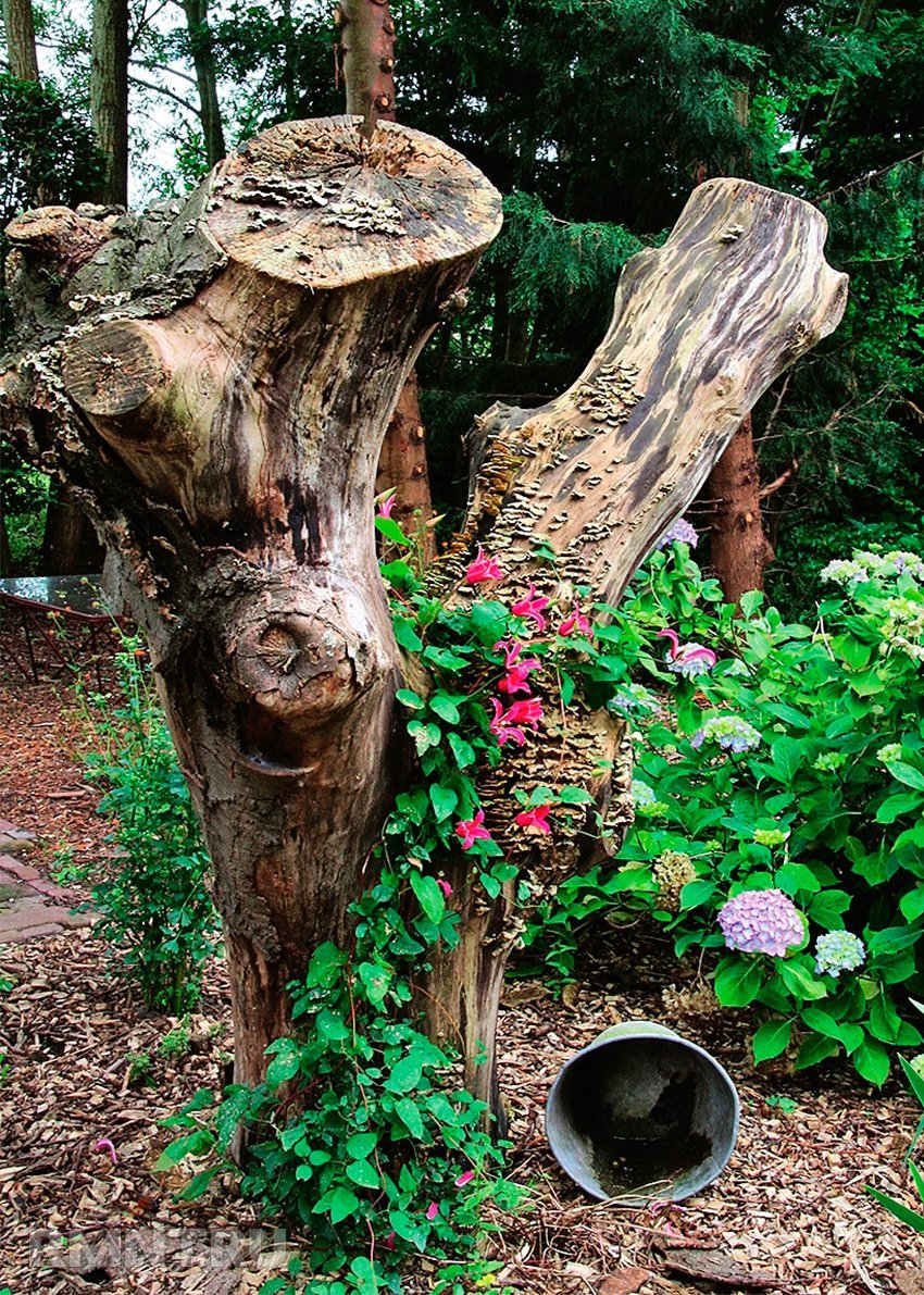 Рутарий пень