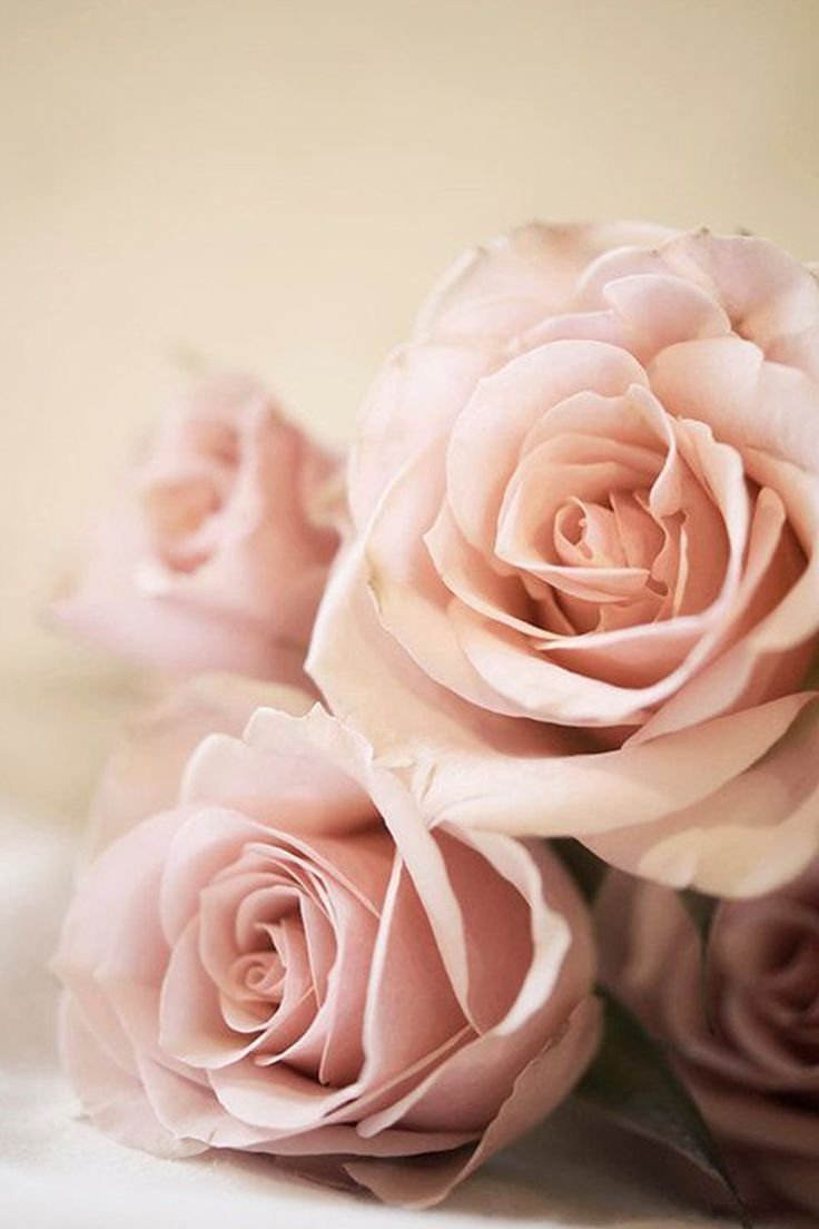 Кухня в пудровых тонах