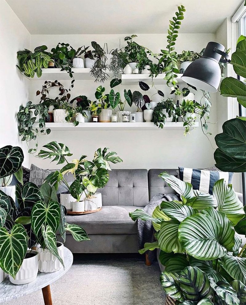 Самые неприхотливые комнатные растения