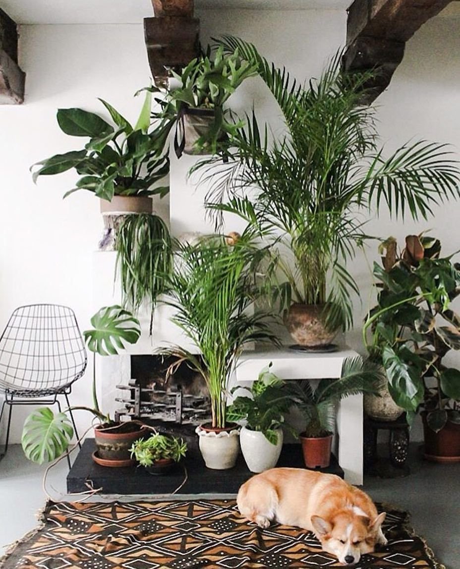 Цветочный уголок в комнате