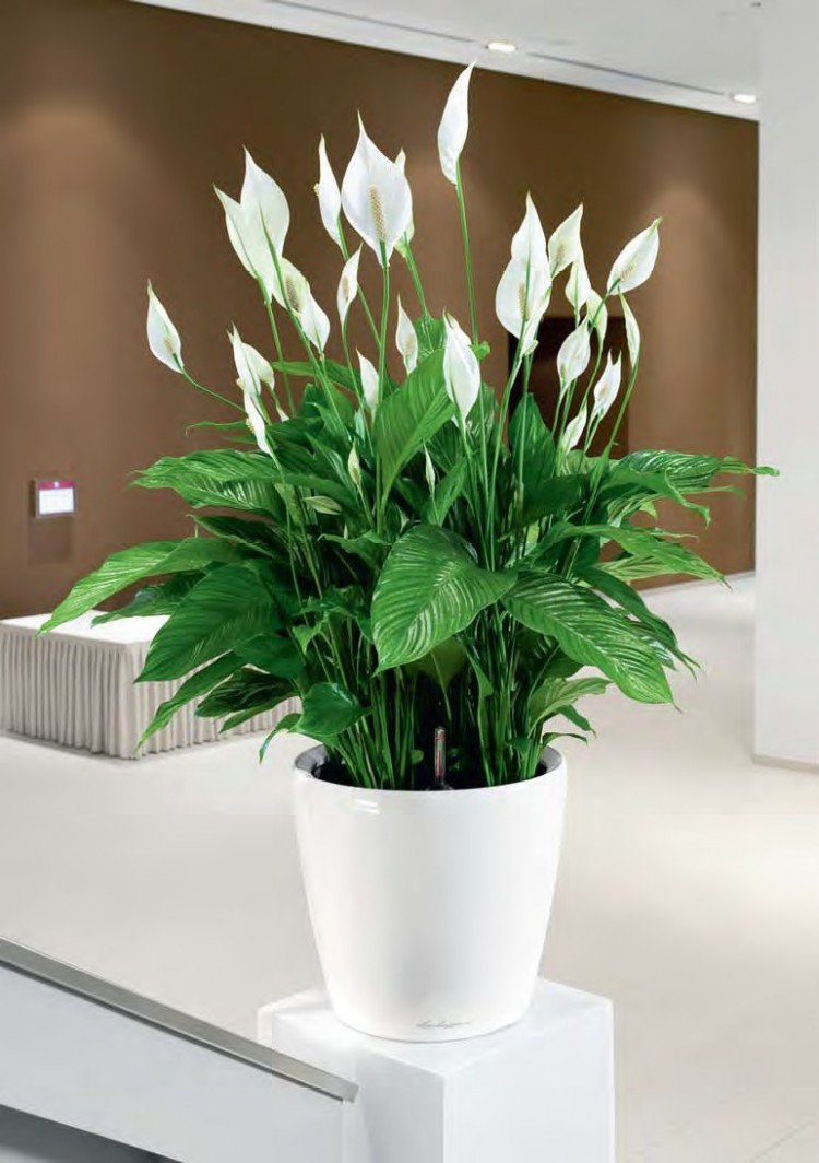 Спатифиллум обильноцветущий