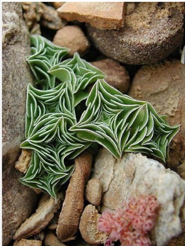 Суккулент Крассула хавортия