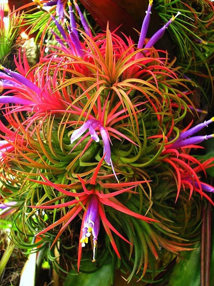 Тилландсия ionantha