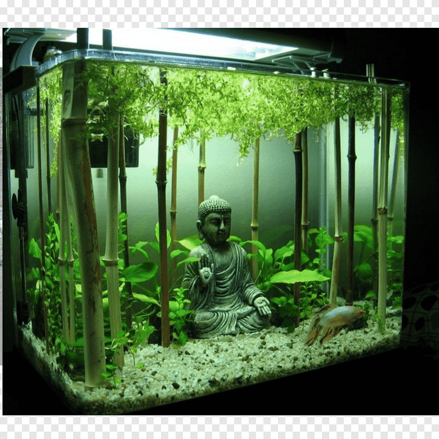 Аквариумистика для начинающих