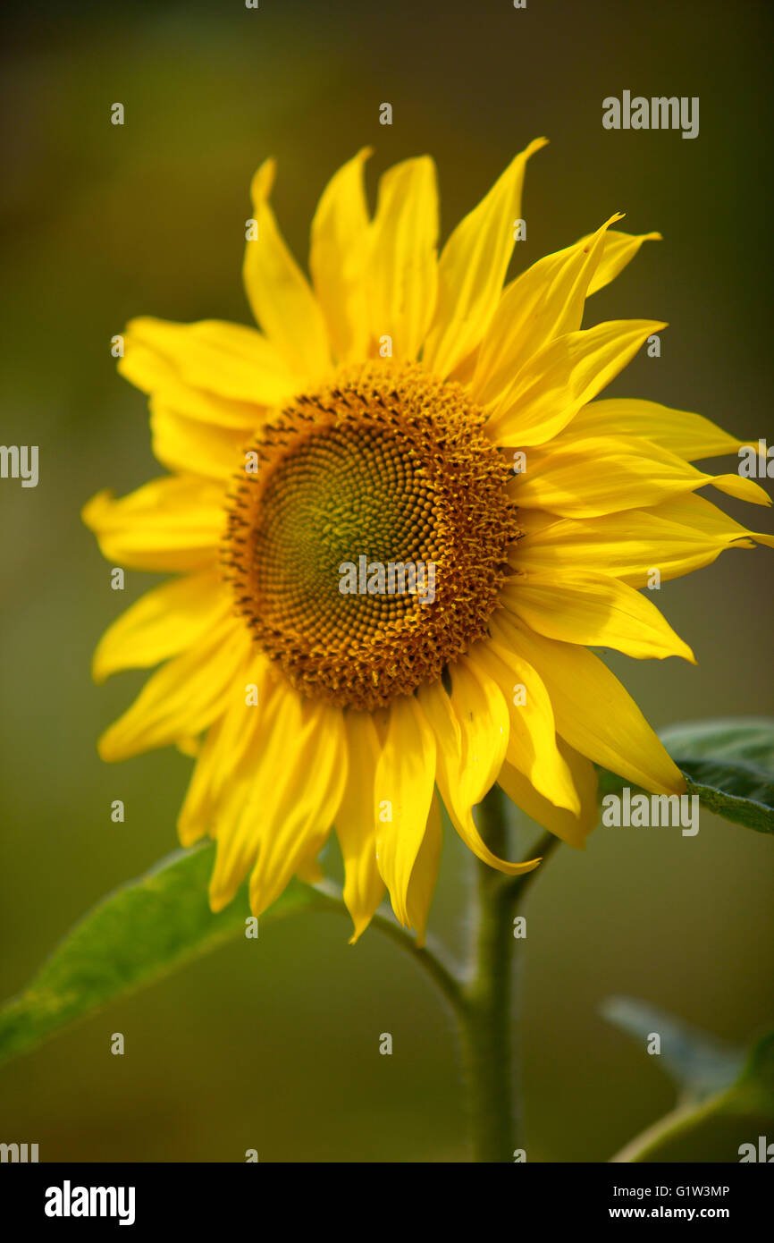 Цветовая палитра зеленый