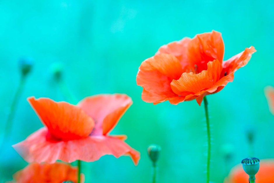 Сочетание цветов мятный и оранжевый