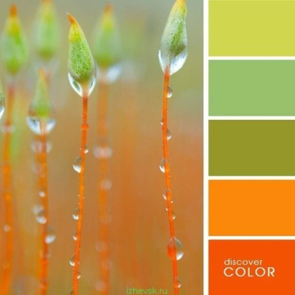 Сочетание оранжевого и зеленого