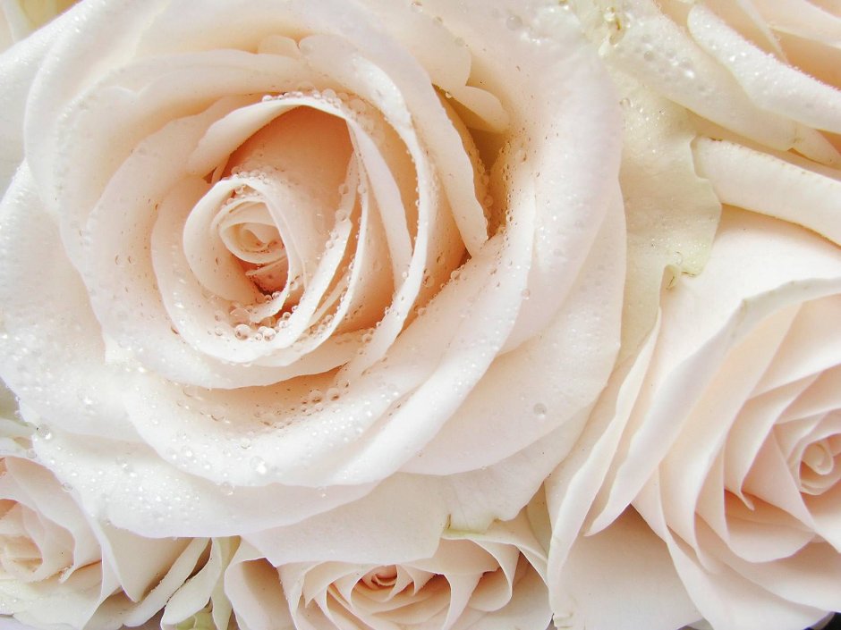 Розы молочного цвета