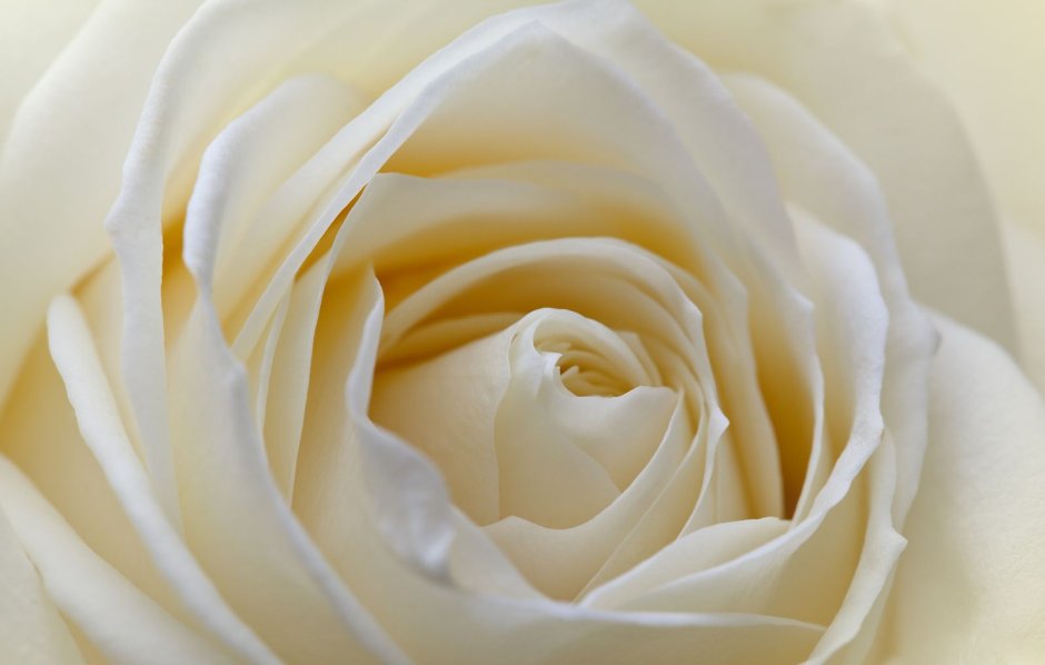 Палитра кремовых цветов