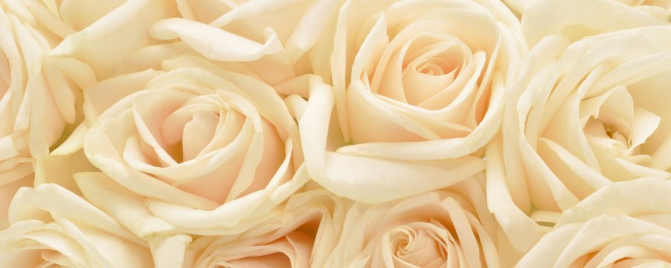 Кремовый фон