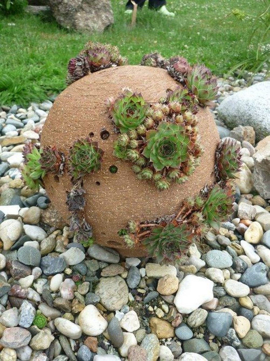 Молодило в амфоре