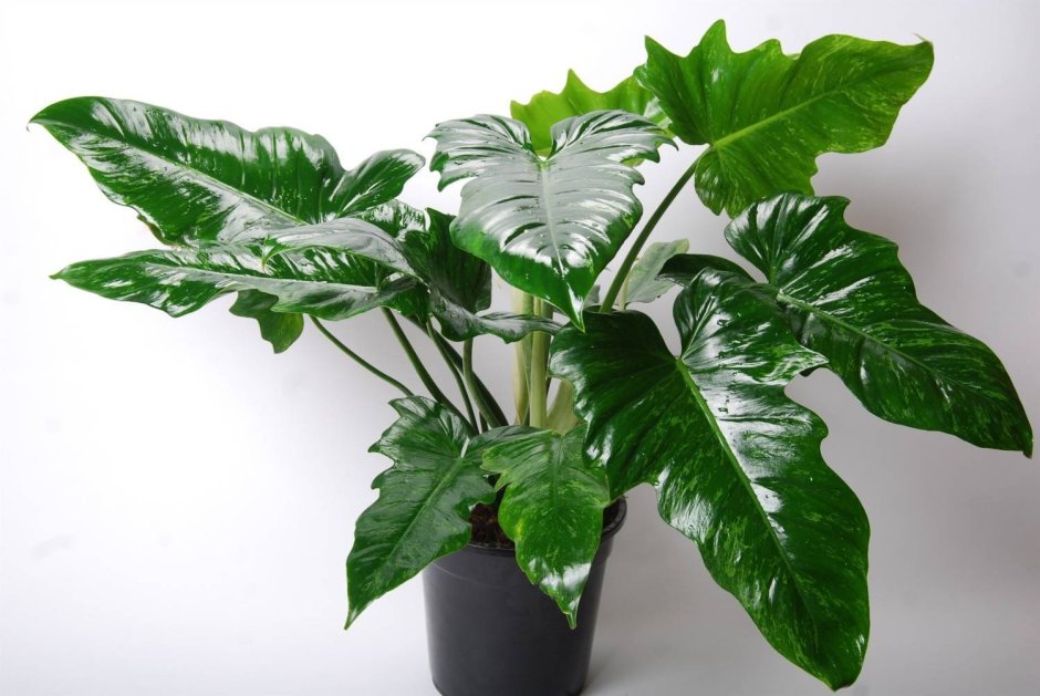 Монстера радифорда