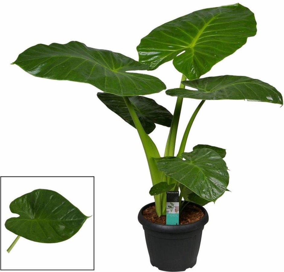 Монстера Пертусум