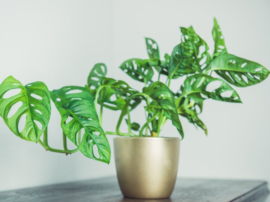 Urban Jungle интерьер Калатея