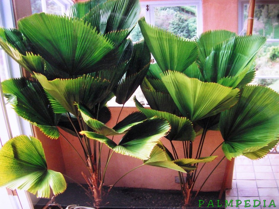 Монстера Маргината