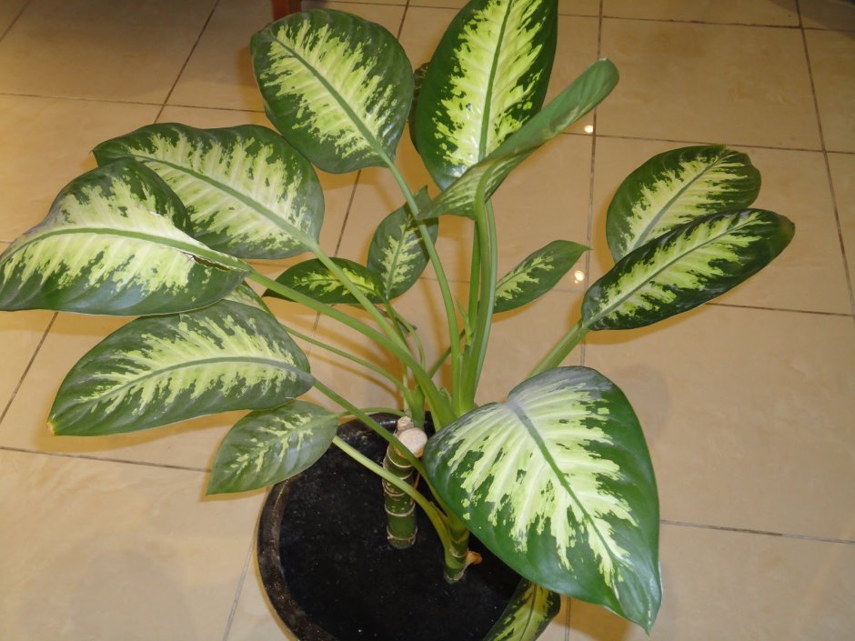 Диффенбахия (Dieffenbachia)