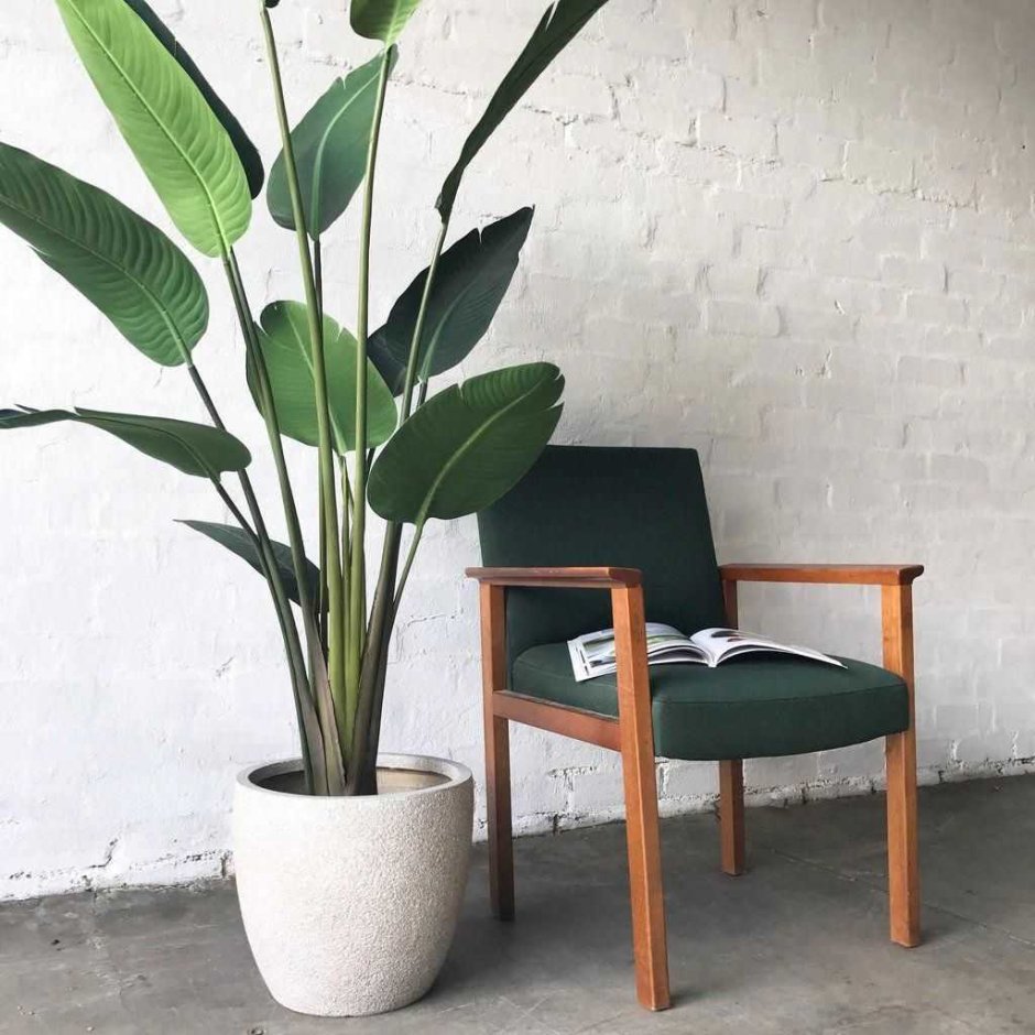 Калатея Кобра