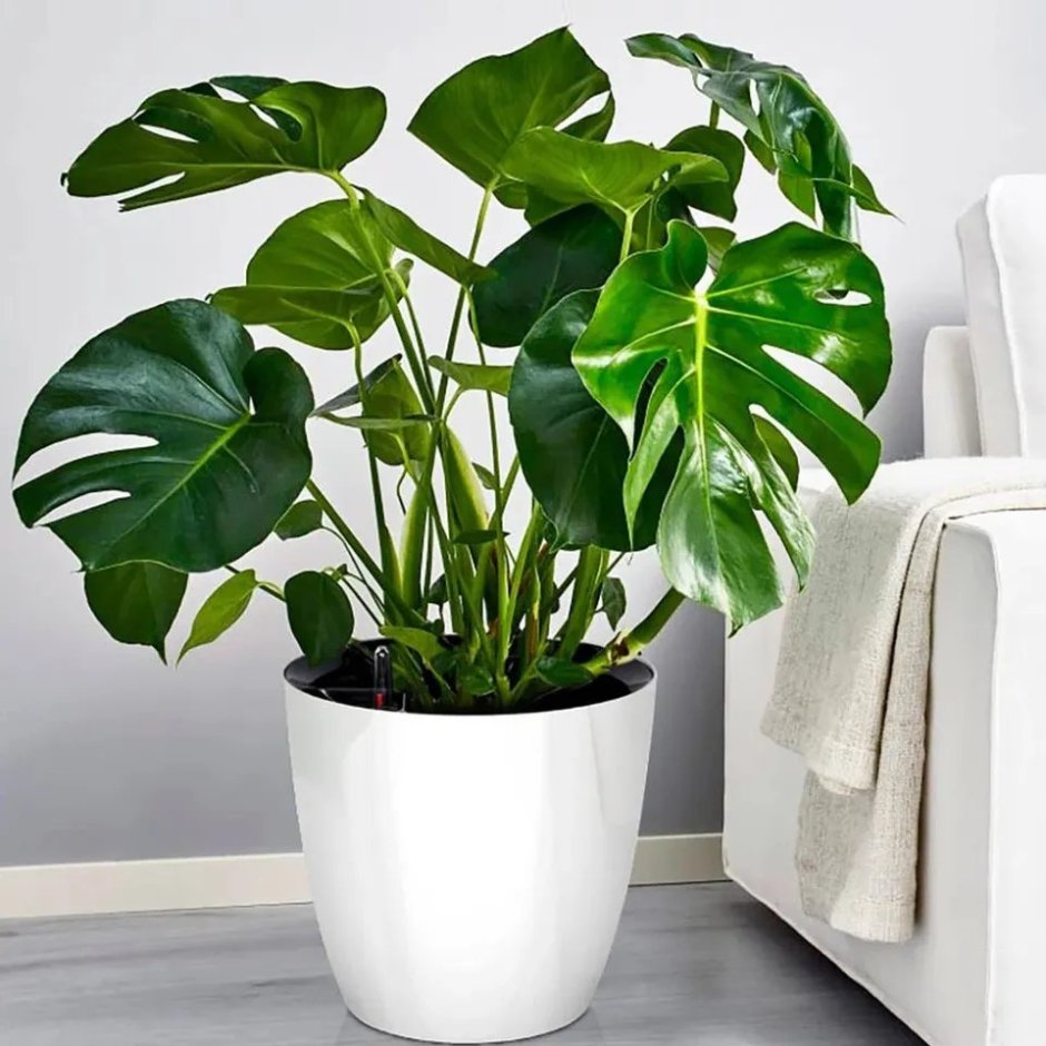 Большие комнатные цветы