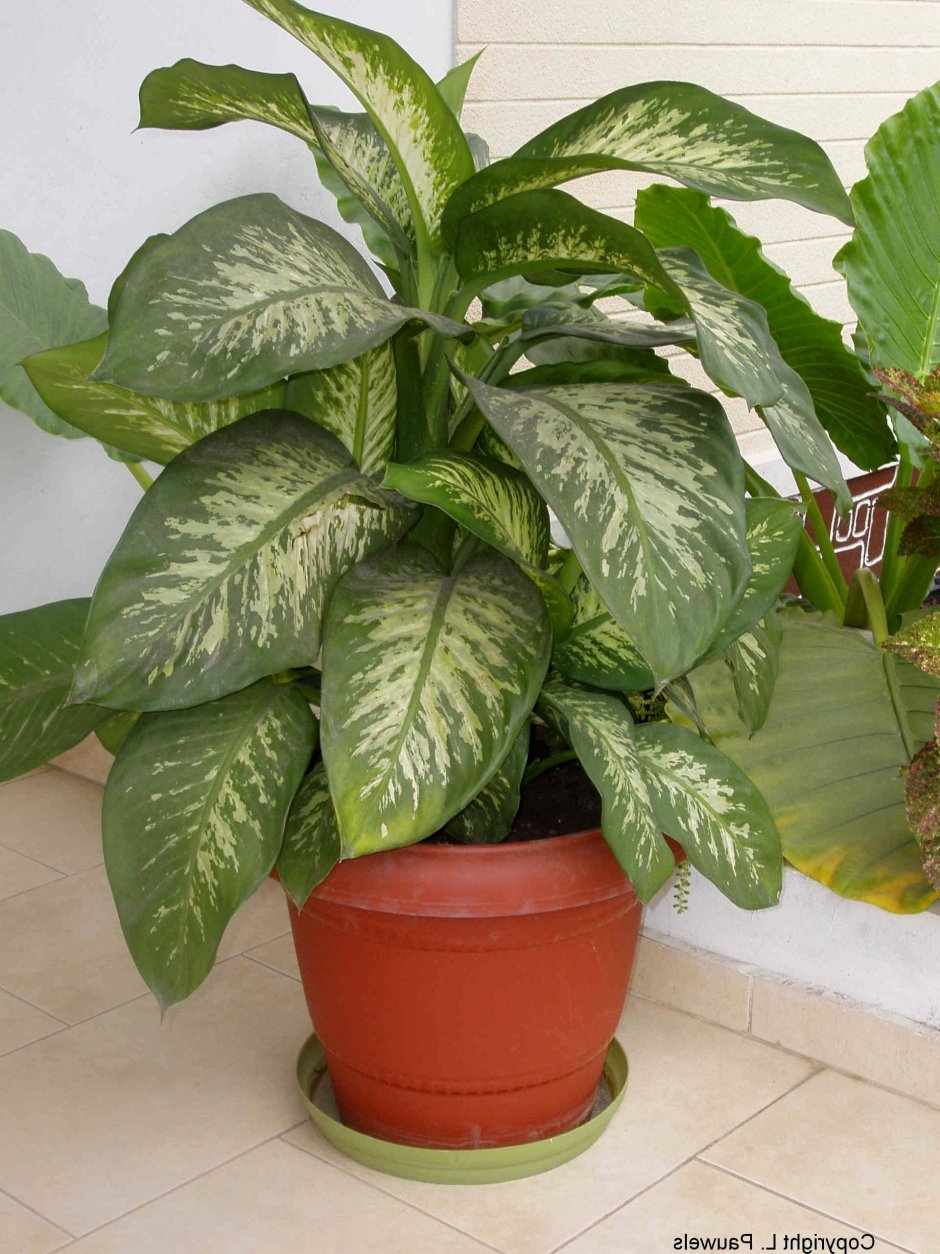 Монстера Делициоза (Monstera deliciosa)