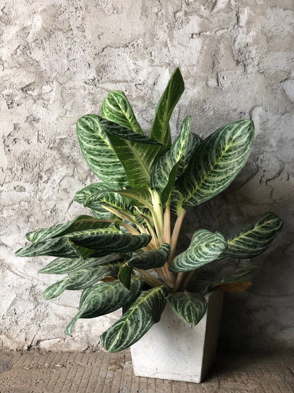 Стрелиция + Lechuza