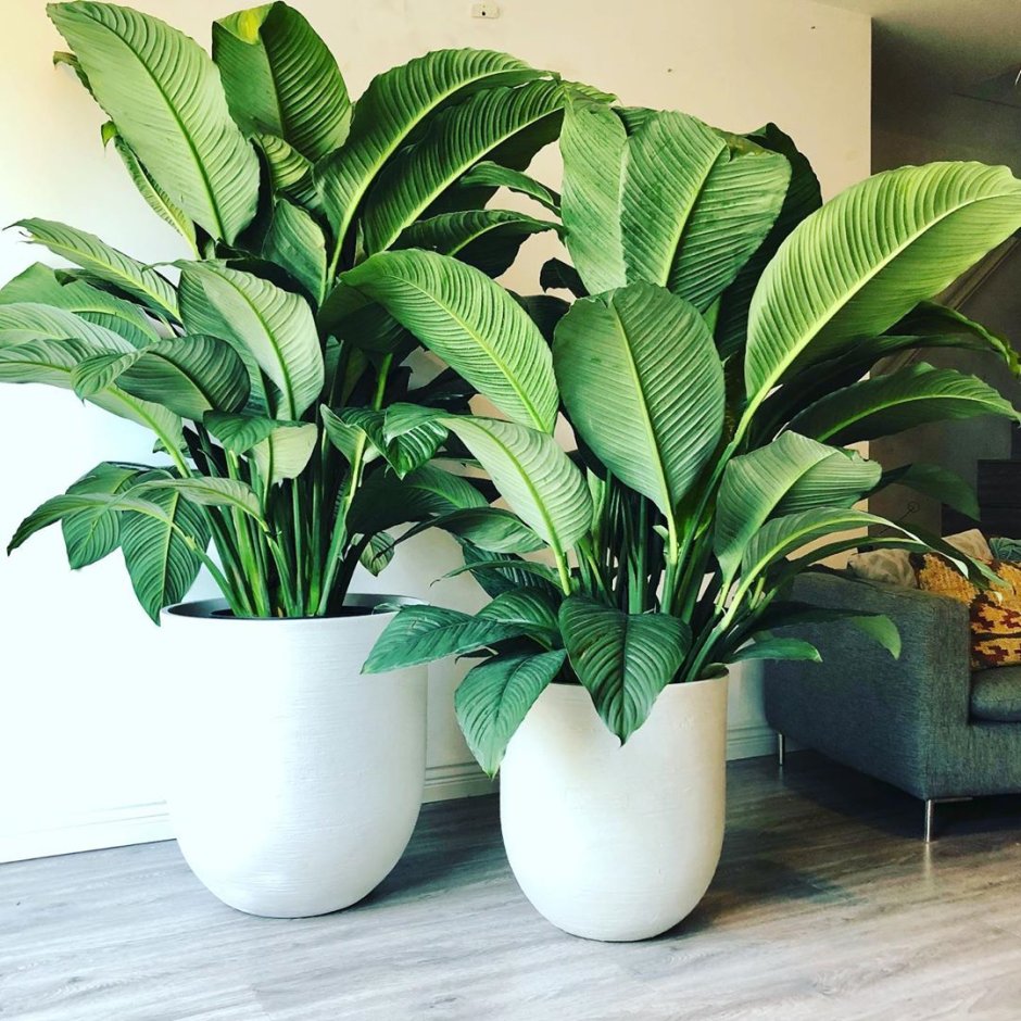 Монстера крупнолистная